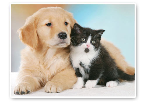 Fotografare animali Fotografare animali