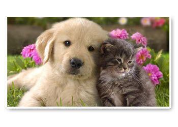 Scatta alla loro altezza Scatta alla loro altezza