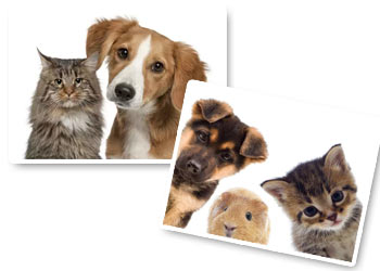 Fotografa gli sguardi Fotografa gli sguardi