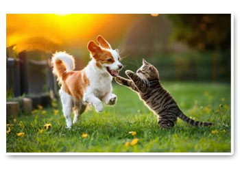 Fotografa gli sguardi Fotografa gli sguardi