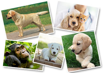 Fotografare amici a quattro zampe