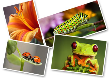 Fare Macrofotografia