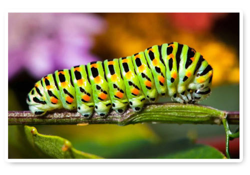 Macro fotografia Macro fotografia