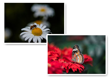 Controlla la profondità di campo Controlla la profondità di campo