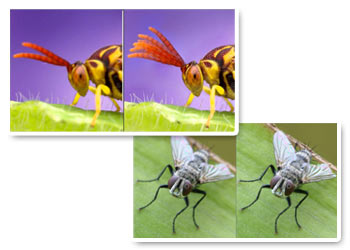 Post-produzione e focus stacking Post-produzione e focus stacking