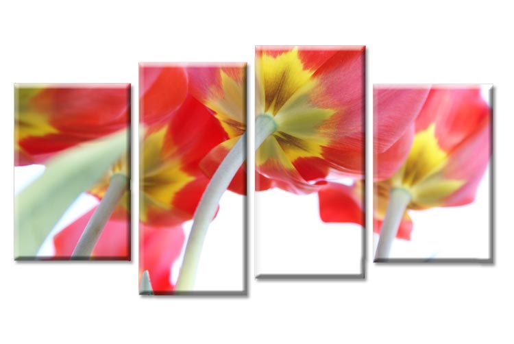 Tulipani - Clicca l'immagine per chiudere